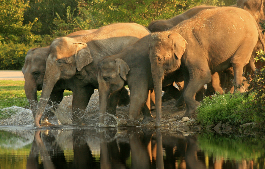8 days Wildlife Tour of Madhya Pradesh
